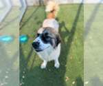 Small #2 Saint Bernard Mix