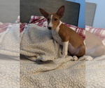 Small #7 Basenji