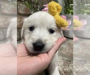 English Cream Golden Retriever Puppy for sale in NORTH HIGHLANDS, CA, USA