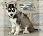 Small #3 Gerberian Shepsky
