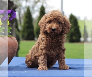 Poodle (Miniature) Puppy for sale in GAP, PA, USA