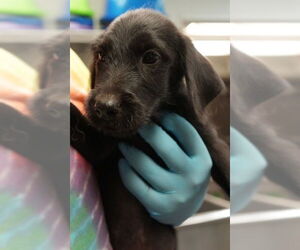 Labrador Retriever-Unknown Mix Dogs for adoption in Brooklyn, NY, USA