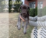 Small Photo #9 German Shorthaired Pointer Puppy For Sale in PLAINVIEW, TX, USA