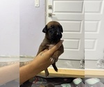 Puppy Puppy 2 Belgian Malinois-Rhodesian Ridgeback Mix