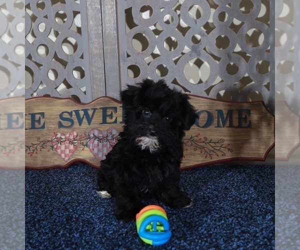 Medium Photo #3 YorkiePoo Puppy For Sale in MOUNT VERNON, OH, USA