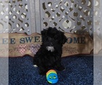 Small #2 YorkiePoo