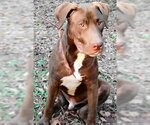 Small #5 Chocolate Labrador retriever Mix