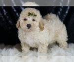 Small #3 Goldendoodle (Miniature)