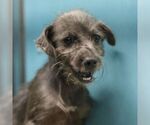ELMO - Male Mutt Dog for Adoption - Small photo