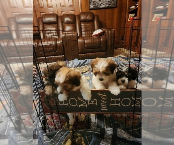 Medium Photo #1 Papitese Puppy For Sale in ORANGEBURG, SC, USA