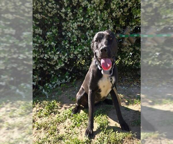 Medium Photo #1 American Pit Bull Terrier-Labrador Retriever Mix Puppy For Sale in Ocala, FL, USA