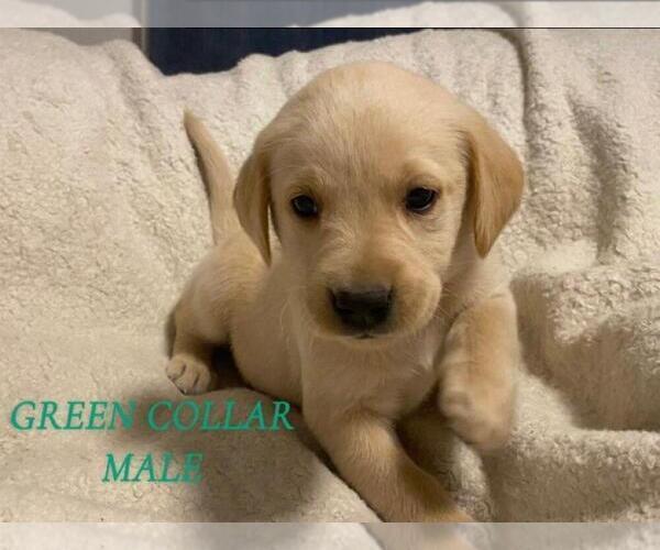 Medium Photo #1 Labrador Retriever Puppy For Sale in SACRAMENTO, CA, USA