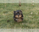 Small #4 Yorkshire Terrier