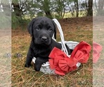Small Photo #1 Labrador Retriever Puppy For Sale in MIDDLEBURY, IN, USA