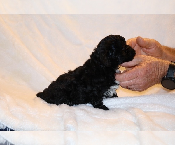 Medium Photo #15 Poodle (Toy) Puppy For Sale in DYERSBURG, TN, USA