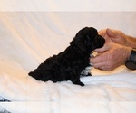 Small #14 Poodle (Toy)