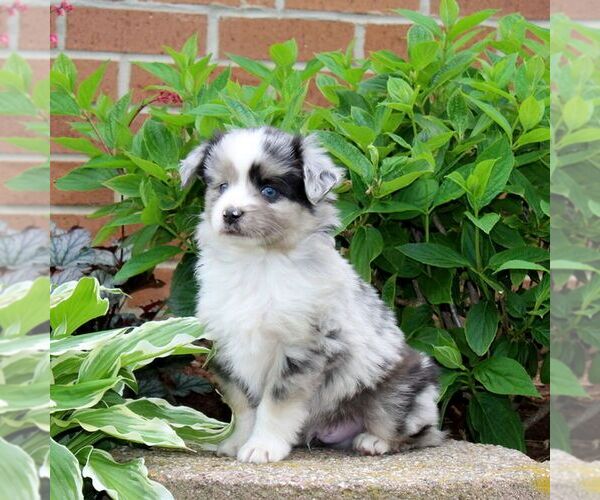 Medium Photo #3 Miniature Australian Shepherd Puppy For Sale in NEW PROVIDENCE, PA, USA