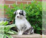 Small #2 Miniature Australian Shepherd
