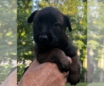 Puppy Flash Belgian Malinois