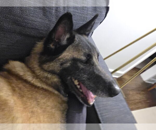 Medium Photo #14 Mutt Puppy For Sale in Stevens Point, WI, USA