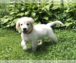 Small Photo #16 Golden Retriever Puppy For Sale in SCHNECKSVILLE, PA, USA