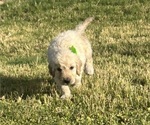 Small #5 Goldendoodle