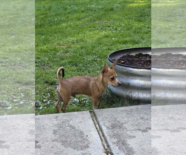 Medium Photo #5 Basenji-Chihuahua Mix Puppy For Sale in Arlington, WA, USA