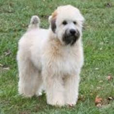 Soft Coated Wheaten Terrier Puppy for sale in ARODA, VA, USA