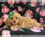 Small Photo #4 Cavapoo-Poodle (Miniature) Mix Puppy For Sale in BIRD IN HAND, PA, USA