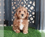 Small #4 Poodle (Miniature)