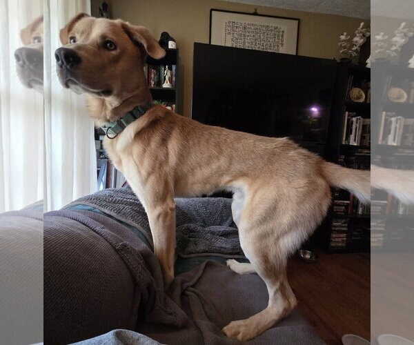 Medium Photo #7 Mutt Puppy For Sale in Rustburg, VA, USA