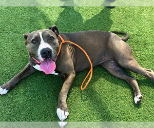 Mutt Dogs for adoption in Orange, CA, USA