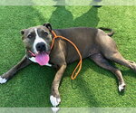SUSIE Q - Female Mutt Dog for Adoption - Small photo