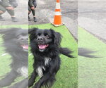 Small #3 Cavalier King Charles Spaniel-Tibetan Spaniel Mix