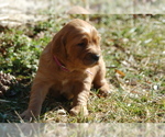 Small Photo #2 Golden Irish Puppy For Sale in WAYLAND, MI, USA