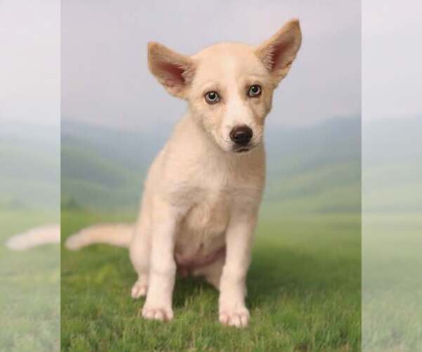 Medium Photo #7 Siberian Husky-Unknown Mix Puppy For Sale in Talladega, AL, USA