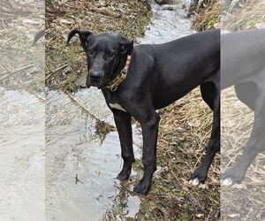Great Dane Dogs for adoption in Cuba, NY, USA