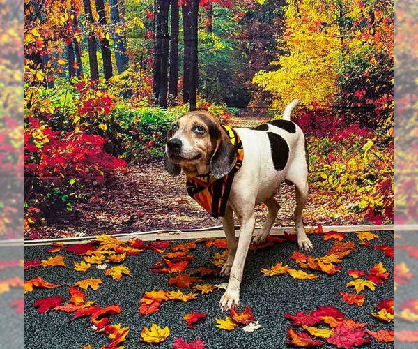 Medium Photo #2 Mutt Puppy For Sale in Sanford, FL, USA