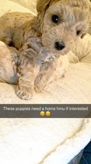 Poodle (Miniature) Puppy for sale in NORWALK, CA, USA