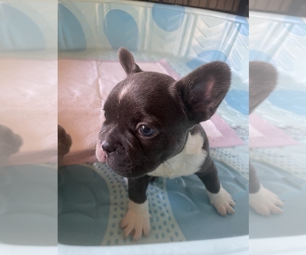 Medium Photo #4 French Bulldog Puppy For Sale in MODESTO, CA, USA