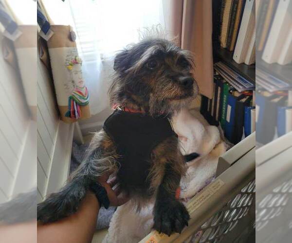 Medium Photo #9 Mutt Puppy For Sale in Kennesaw, GA, USA