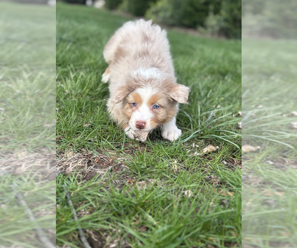 Medium Photo #3 Australian Shepherd Puppy For Sale in SANDUSKY, OH, USA