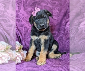 German Shepherd Dog Puppy for sale in GLEN ROCK, PA, USA