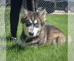 Small #3 Siberian Husky Mix