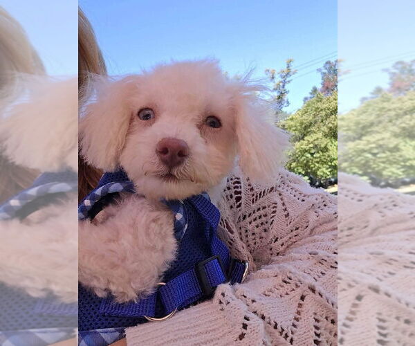 Medium Photo #2 Maltipoo Puppy For Sale in Caldwell, NJ, USA