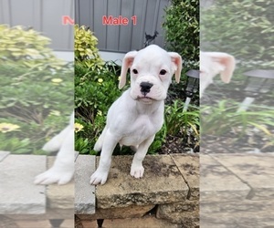 Boxer Puppy for sale in PELZER, SC, USA