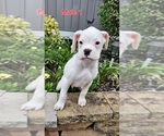 Image preview for Ad Listing. Nickname: Male 1