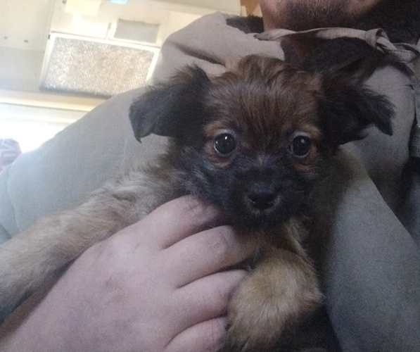 Medium Photo #1 Chorkie Puppy For Sale in GREER, SC, USA