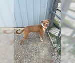 Small #3 Boxer Mix