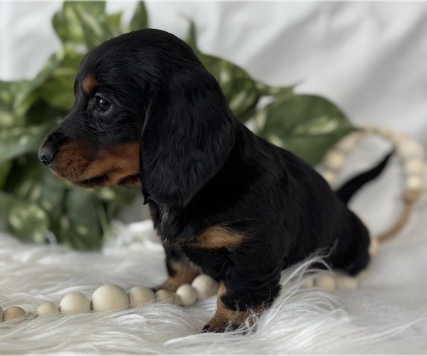 Medium Photo #9 Dachshund Puppy For Sale in ROCK STREAM, NY, USA